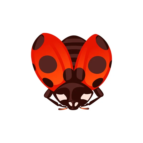 Ladybug com shell aberto e asas voando besouro desenho de bugs desenhos animados ilustração vetorial plana isolado no fundo branco — Vetor de Stock