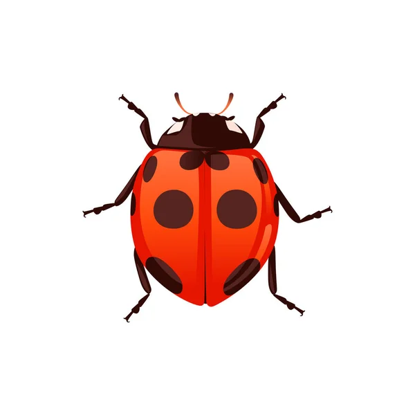 Ladybugとともに閉じたシェルビートル漫画のバグのデザインフラットベクトルイラストは白の背景に隔離 — ストックベクタ