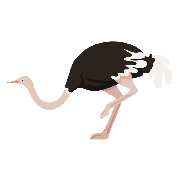 Avestruz bonito ficar em uma perna Africano flightless pássaro desenho animal desenho plano vetor ilustração isolado no fundo branco — Vetor de Stock