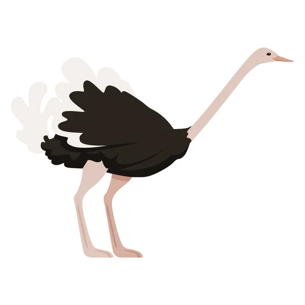 Avestruz bonito ficar em duas pernas Africano flightless pássaro desenho animal desenho plano vetor ilustração isolado no fundo branco — Vetor de Stock