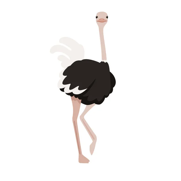 Cute ostrich stay on one leg african flightless bird cartoon animal design flat vector illustration isolated on white background — Stock Vector