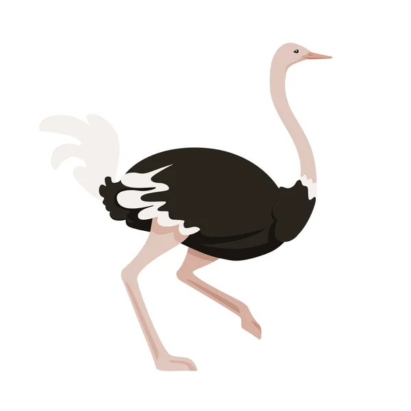 Roztomilý pštros běží africký bezletové pták kreslený zvířecí design plochý vektor ilustrace izolované na bílém pozadí — Stockový vektor