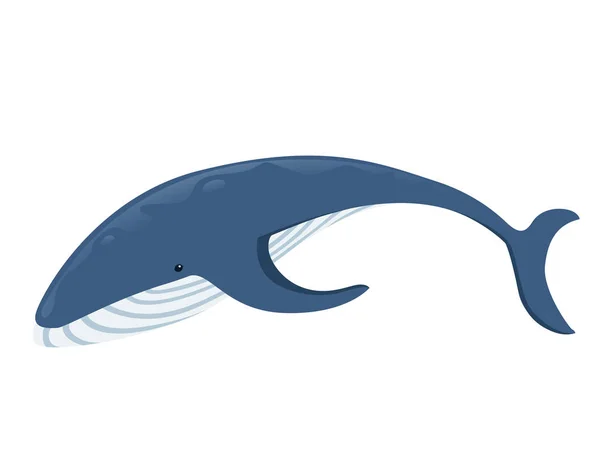 Gran dibujo animado de ballena azul diseño animal mamífero más grande en la tierra ilustración vectorial plana aislado sobre fondo blanco — Vector de stock