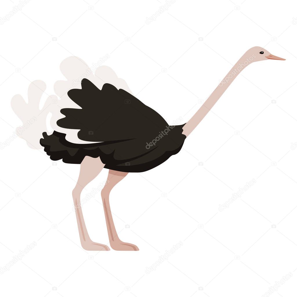 Cute ostrich stay on two legs african flightless bird cartoon animal design flat vector illustration isolated on white background