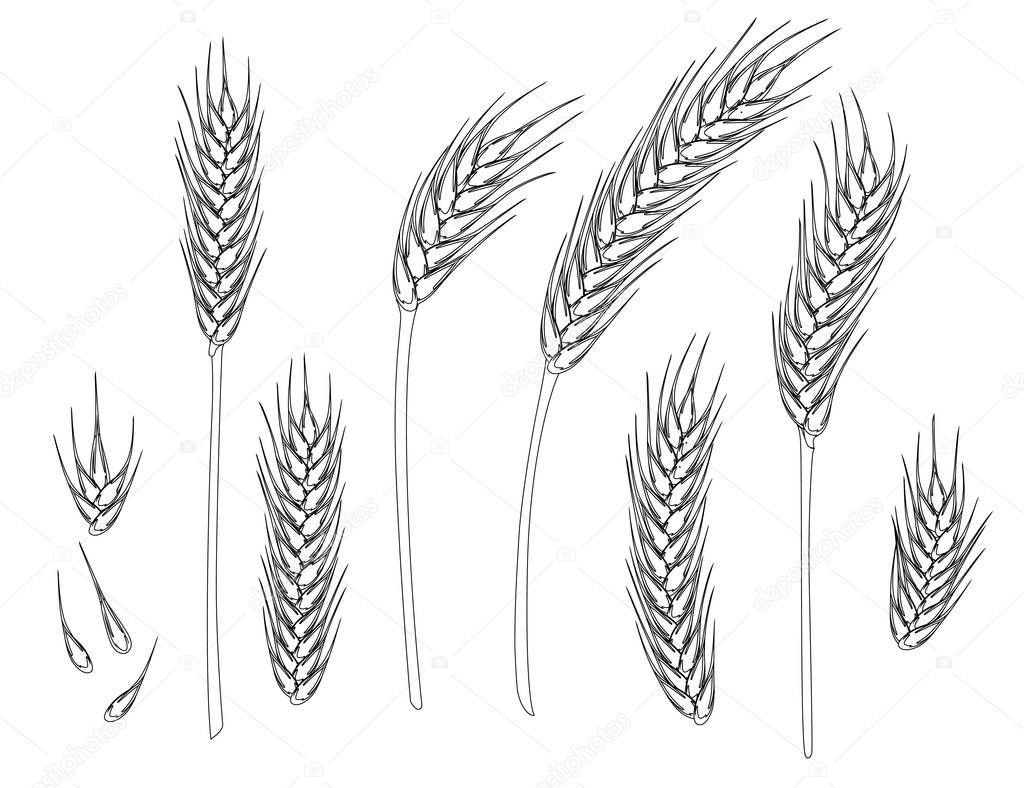 Set of wheat ripe spikelets and grains of wheat flat vector illustration isolated on white background outline style