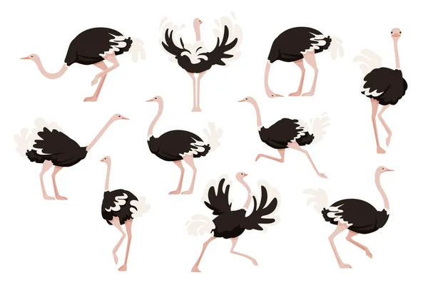 かわいいダチョウアフリカの飛行のない鳥の漫画の動物のデザインのフラットベクトルイラストのセットは 白い背景に隔離された — ストックベクタ