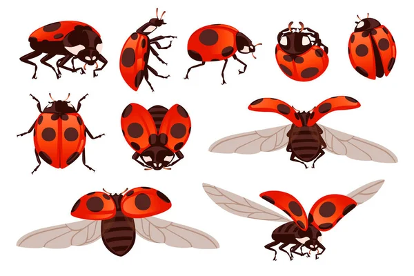 Set Ladybug Open Shell Wings Flying Beetle Cartoon Bug Design — Archivo Imágenes Vectoriales