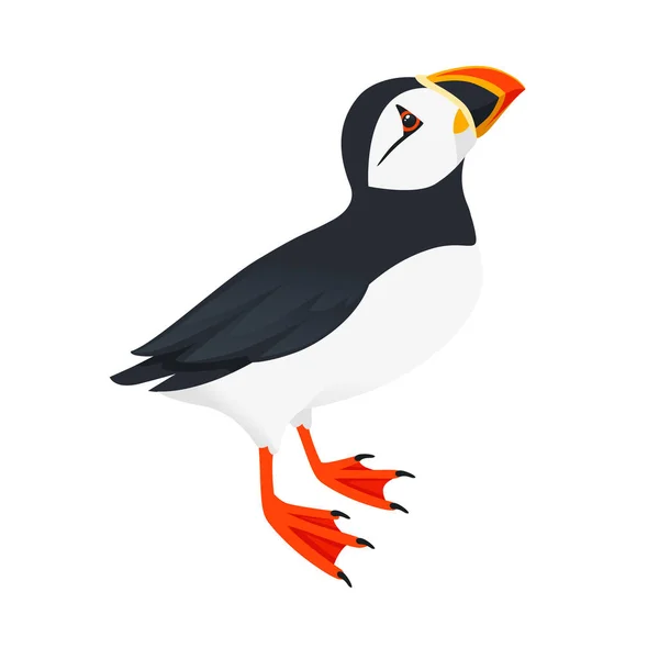 Atlantik Puffin Pták Pohled Horní Kreslené Zvíře Design Ploché Vektorové — Stockový vektor