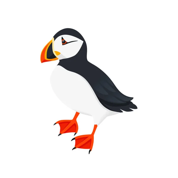 Atlantic Puffin Bird Cartoon Animal Design Flat Vector Illustration Isolated — Stock Vector