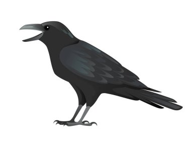 Siyah kuzgun kuş karikatür karga tasarımı Düz vektör hayvan çizimi beyaz arkaplan izole.