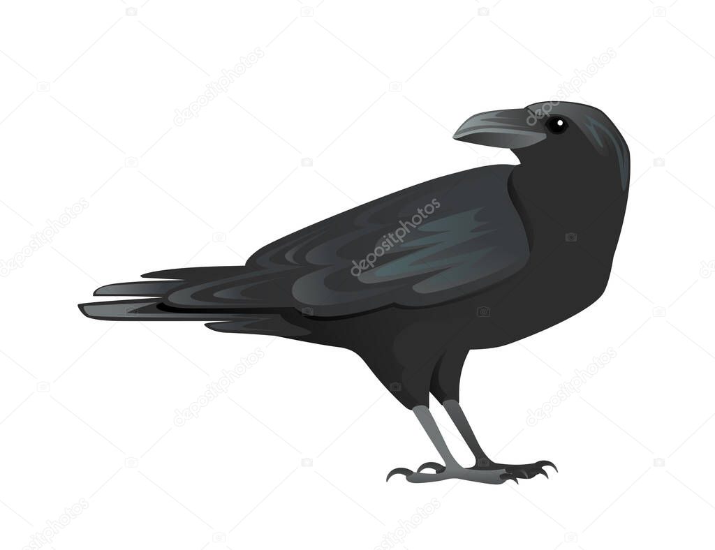 Black raven bird cartoon crow design flat vector animal illustration isolated on white background.