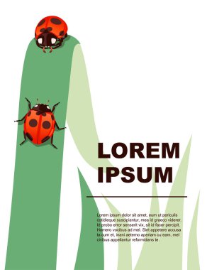 Tebrik kartı konsepti uğurböceği çizgi film böcek tasarımı düz vektör çizimi yeşil çimenli beyaz arkaplan.