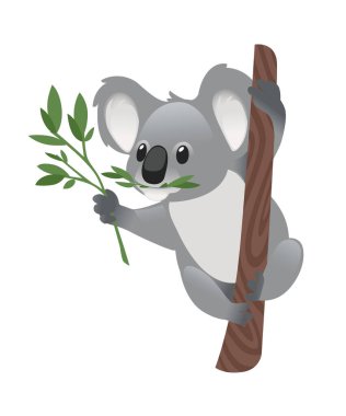 Şirin gri koala ağaç dalına oturur ve yeşil yapraklı karikatür hayvan tasarımı bembeyaz arka planda izole edilmiş yassı vektör çizimi yer..