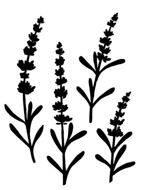 Siyah lavanta çiçekleri seti yaz bitkisel doğal buket düz vektör çizimi beyaz arka planda izole.