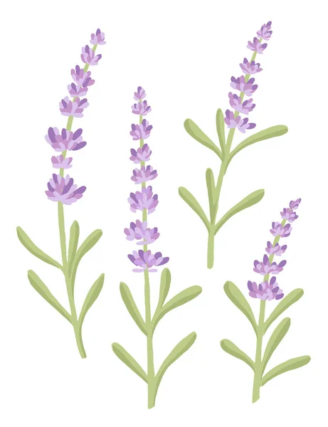 Uppsättning Lavendel Blommor Sommar Växtbaserade Naturliga Bukett Platt Vektor Illustration — Stock vektor