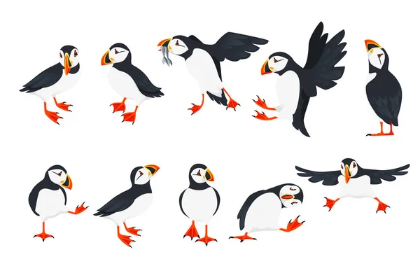 Készlet Atlanti Puffin Madár Különböző Pózok Rajzfilm Állat Tervezés Lapos — Stock Vector