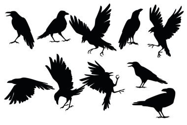 Set of black silhouette raven bird in different poses cartoon crow design flat vector animal illustration isolated on white background. clipart