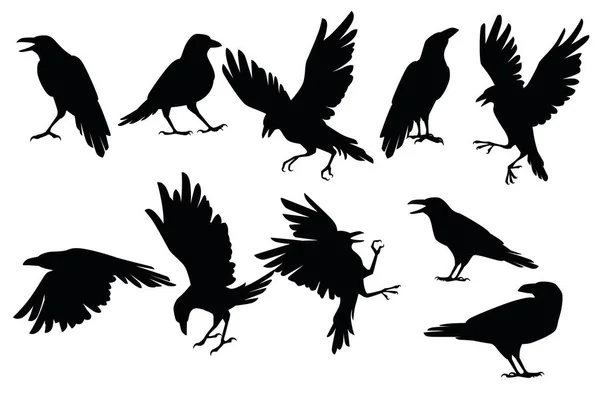 Set Van Zwarte Silhouet Raaf Vogel Verschillende Poses Cartoon Kraai — Stockvector