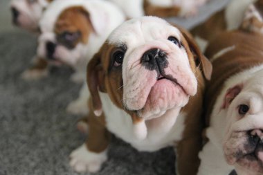 İngilizce bulldog yavru portresi
