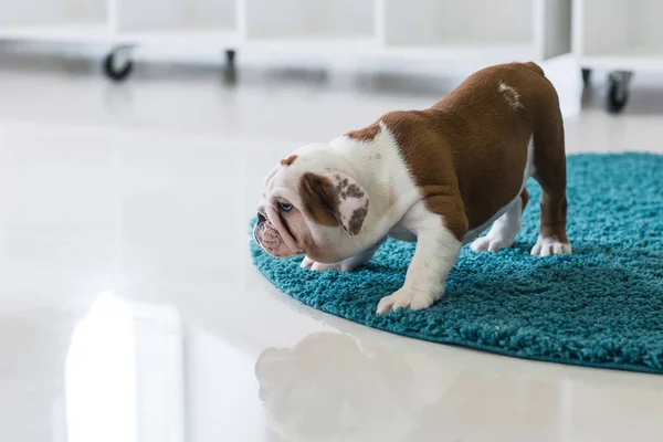 Halı üzerinde oturan İngilizce bulldog köpek yavrusu — Stok fotoğraf