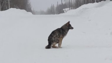 Kar ve ev sahibi ve gıda için bekler oturan köpek