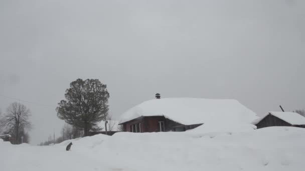 Un perro hambriento corre contra la casa en la nieve en invierno — Vídeo de stock