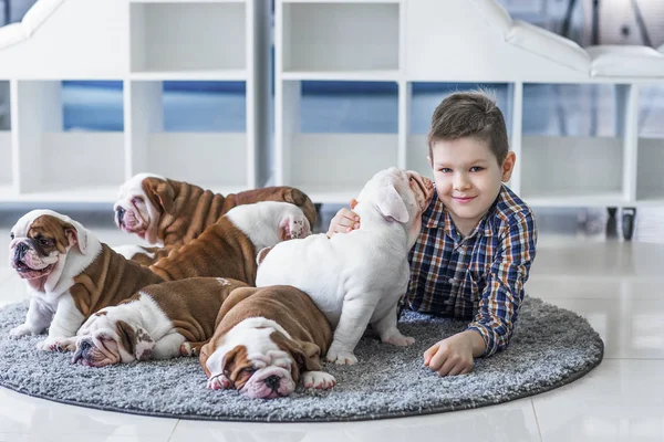 Cute boy plays on the floor on a carpet with puppies of English bulldog