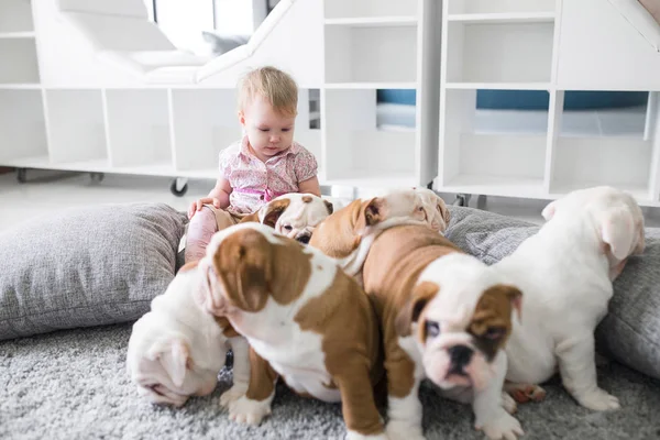 Cute puppies of English bulldog sitting on the carpet with the little girl — Stock Photo, Image