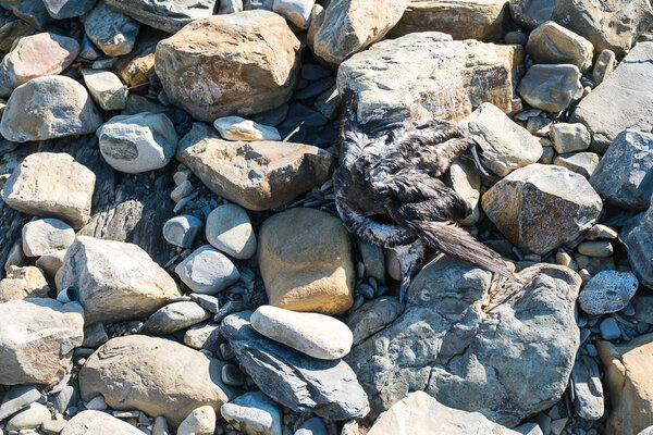 The corpse of a bird on the seaside on the rocks