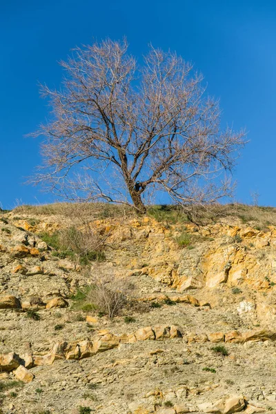 bir ağacın mavi gökyüzü