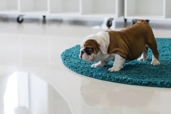 Halı üzerinde oturan İngilizce bulldog köpek yavrusu — Stok fotoğraf