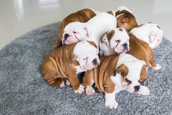 Englische Bulldoggen Welpen liegen zusammen auf dem Teppich. — Stockfoto