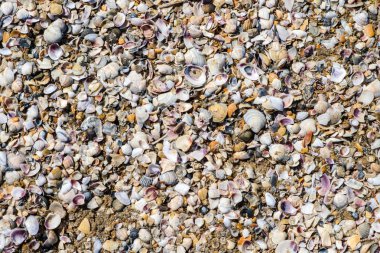 güzel arka plan ve doku doğa deniz kabuğu desen kadar yakın