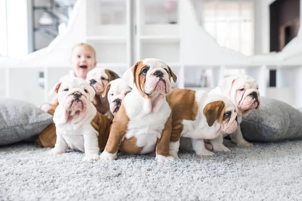 Cute puppies of English bulldog sitting on the carpet with the little girl — Stock Photo, Image