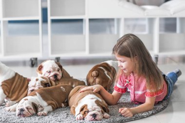 Sevimli güzel küçük kız İngilizce bulldog yavruları ile oynamak