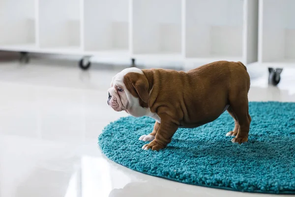 Inglês bulldog filhote sentado no tapete — Fotografia de Stock