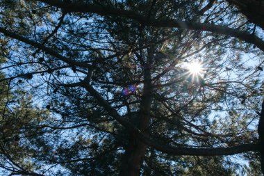 ağaçlar gökyüzü mavi sping sezonu boyunca güzel güneş ışığı