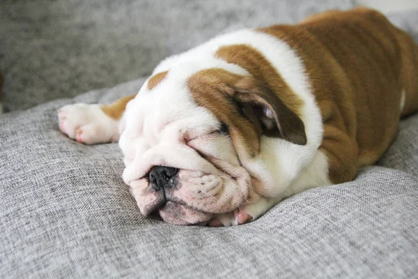 De jonge pup voor de Engelse bulldog — Stockfoto