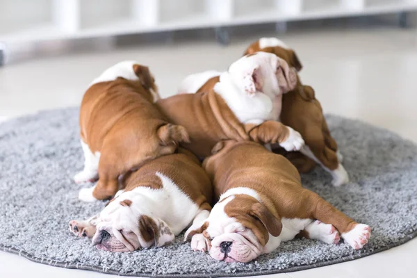 Filhotes de buldogue ingleses jazem juntos no tapete . — Fotografia de Stock