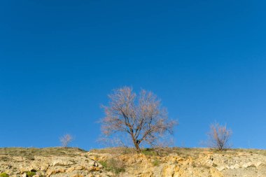 bir ağacın mavi gökyüzü