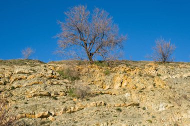 bir ağacın mavi gökyüzü