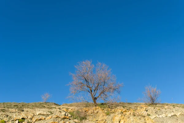 bir ağacın mavi gökyüzü
