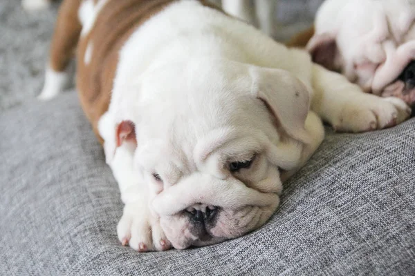 Filhote de cachorro do buldogue inglês está em travesseiros brancos em um sofá — Fotografia de Stock