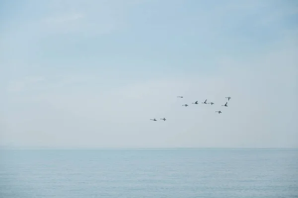 Flock fåglar som flyger i vinter himlen över havet vid soluppgången — Stockfoto