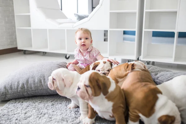 A amizade entre uma menina e filhotes bonitos de bulldog Inglês — Fotografia de Stock