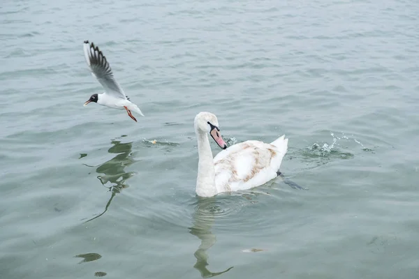 Cisne y patos nadan en el mar —  Fotos de Stock