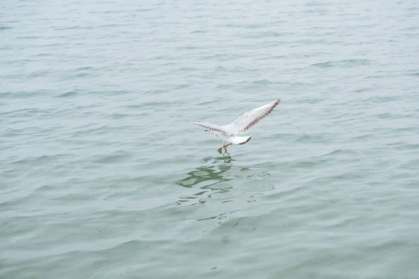 Gannet en vuelo sobre el mar —  Fotos de Stock