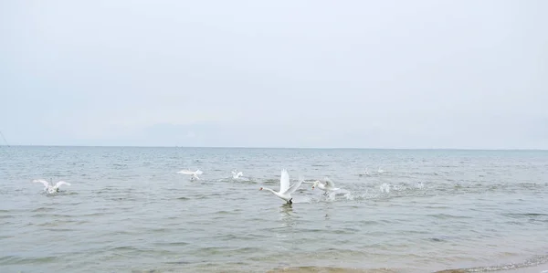 Cisne y patos nadan en el mar —  Fotos de Stock