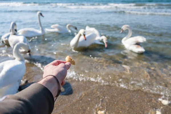Un hombre irreconocible alimentando cisnes en el mar. La ciudad en el fondo . —  Fotos de Stock