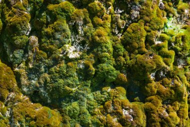 Bir ıslak rock uçurumun üzerinde yakın çekim yeşil güzel yosun.